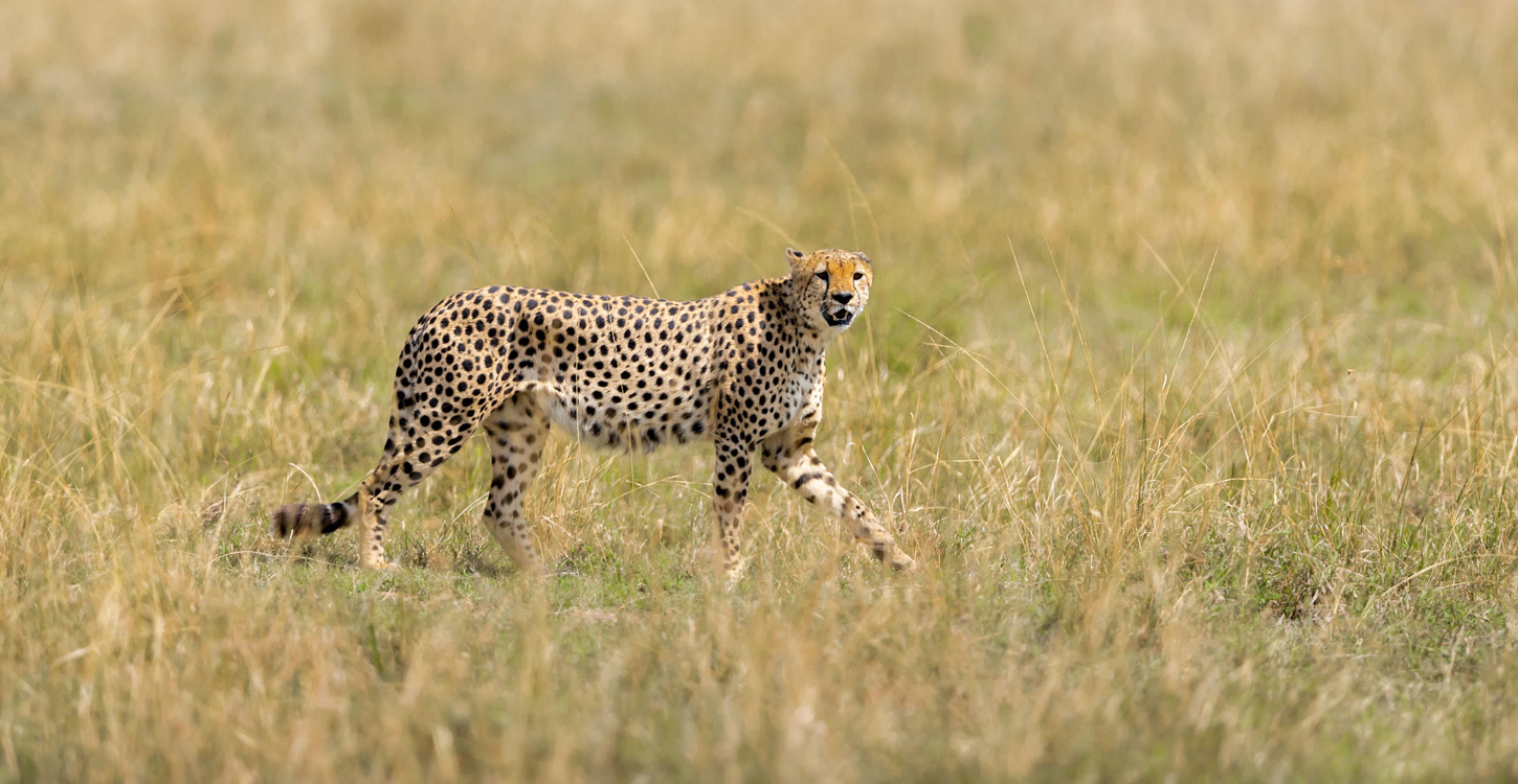 Cheetah History